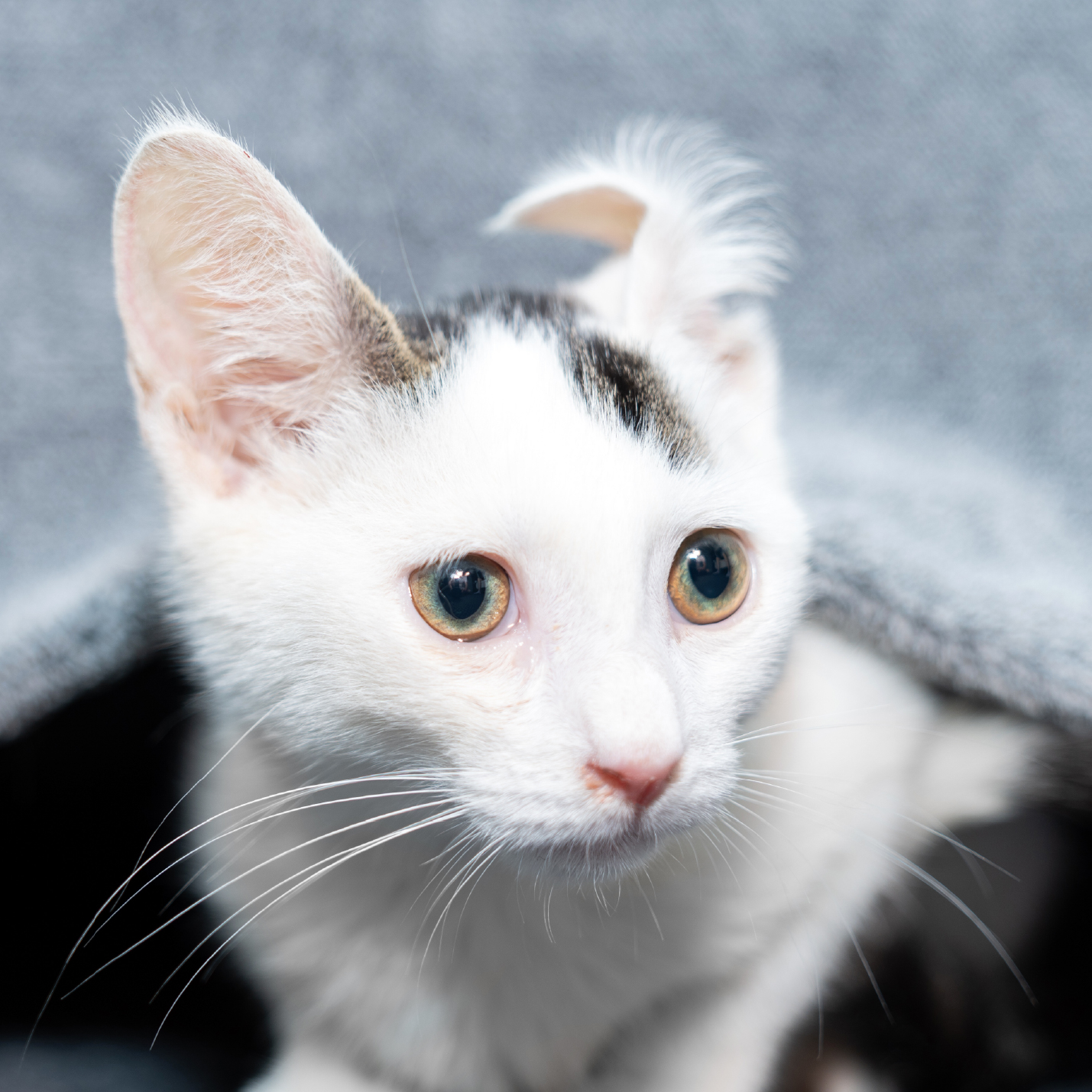 Ansiedad en gatos_interna1-1.jpg